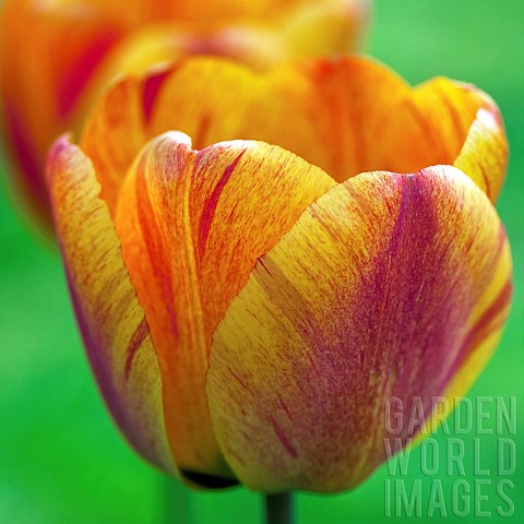 Tulip_Tulipa_Apeldoom_Elite
