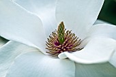 Magnolia Denudata Whte