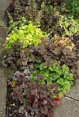 Heuchara bright greens to dark coloured foliage