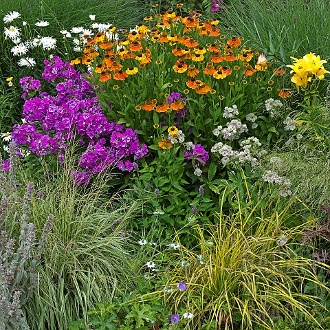 Mixed_border_of_herbaceous_perennials_flowers_and_grasses