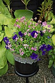 Orante container of summer flowering annuals