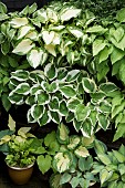 Combination of varieties of Hosta creams and greens of foliage