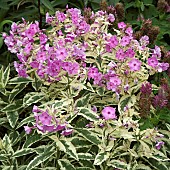 Phlox paniculata Beckie Towie