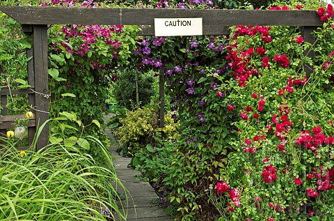 Pergola_with_climbing_clematis_and_roses