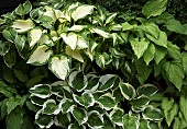 Combination of varieties of Hosta creams and greens of foliage