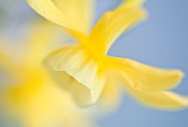Daffodils Minature