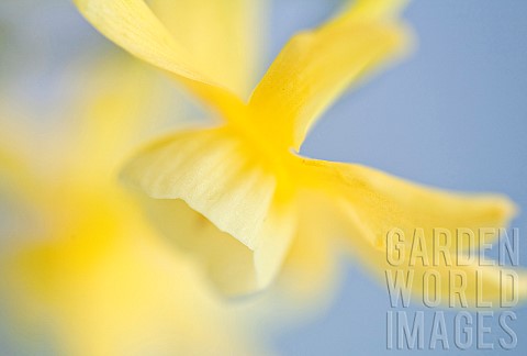 Daffodils_Minature
