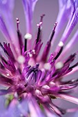 Centaurea Montana, Knapweed