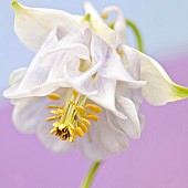 Aquilegia