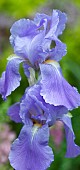 Perennial bearded Iris