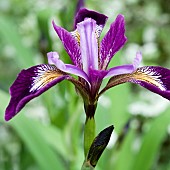 Iris Sibirica Sparkling Rose