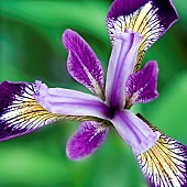Siberian Iris Sparkling Rose
