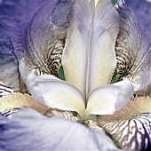 Perennial Bearded Iris Germanica
