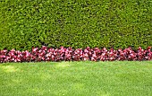 Yew hedge, Begonia Semperflorens, and grass verge, with graphic dynamic contrast