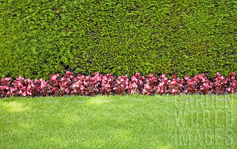 Yew_hedge_Begonia_Semperflorens_and_grass_verge_with_graphic_dynamic_contrast