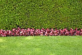 Yew hedge, Begonia Semperflorens, and grass verge, with graphic dynamic contrast