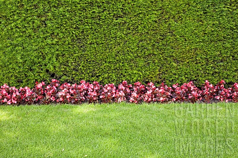 Yew_hedge_Begonia_Semperflorens_and_grass_verge_with_graphic_dynamic_contrast