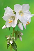 Polemonium Caeruleum AlbaJacobs Ladder