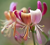 Lonicera Periiclymenum Woodbine Common Honeysuckle