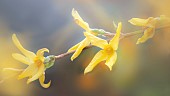 Deciduous Forsythia Bush