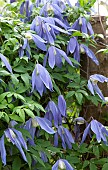 Clematis Alpina Francis Rivis Old Mans Beard