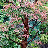 Acer Griseum Paperbark maple