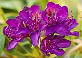 Rhododendron Marcel Menard