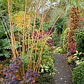 Path bamboo in Japenese garden
