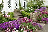 Tulips Wallflowers Aubretia