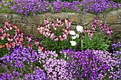 Tulips Wallflowers Aubretia