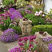 Tulips Wallflowers Aubretia