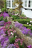 Tulips Wallflowers Aubretia