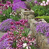 Tulips Wallflowers Aubretia