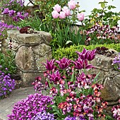 Tulips Wallflowers Aubretia