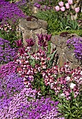 Tulips Wallflowers Aubretia