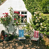 Small white garden outbuilding with scented climbing red roses