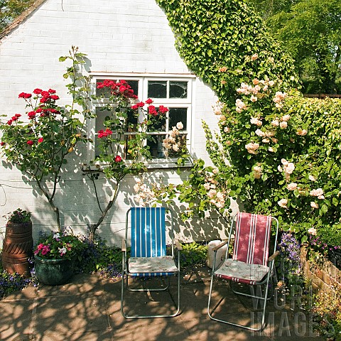 Small_white_garden_outbuilding_with_scented_climbing_red_roses