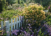 Nepeta Cat Mint and yellow Honeysuckle