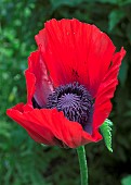 Papaver orientale Oriental Poppy The Wizard of Oz