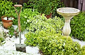 Young foliage of mature evergreen shrubs bird bath covered in hail stones