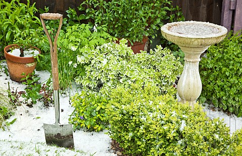 Young_foliage_of_mature_evergreen_shrubs_bird_bath_covered_in_hail_stones