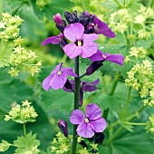 Erysimum; Bowles Mauve Wallflower