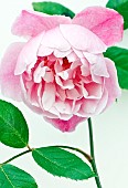 Rose Rosa Gertrude Jekyll