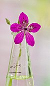 Erodium Manescaui, Storks Bill, Herons Bill,