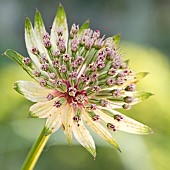 Astrantia Major