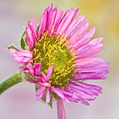 Erigeron Charity Fleabane