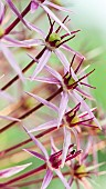 Allium Ornamental onion