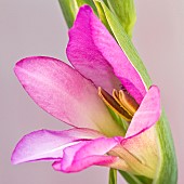 Gladiolus Communis subsp Byzantinus