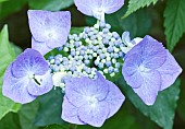 Plant portraits close up study of Hydrangea Macrophylla `Teller Blue`