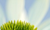 Echinacia Coneflower
